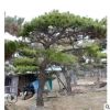 园林现货造型油松树苗庭院种植欣赏独特造型树根茎发达树干挺拔
