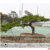 景松树苗 基地批发直销多规格根茎发达树干挺拔 园林道路景观绿化