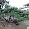四季常青造型黑松耐寒耐旱量大优惠黑松树基地大量供应黑松树