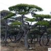 浩丰园林出售大量各种规格松树 易成活绿化工程用景松 质量优质