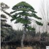 常年供应品种纯绿化用造型黑松 土壤适应强造型黑松 价格优惠
