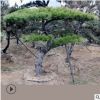 山东基地景松直销根茎发达公园绿化美观可南北方种植景松