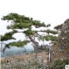 泰安园林 出售造型好看景观迎客松黑松园林路边绿化景松根系旺盛