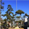 山东景松树 四季常青造型景观松树根系旺盛造型黑松树油松树