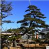 山东造型松现挖现卖 根系发达造型景观松耐寒耐旱基地大量出售