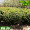 苗圃批发金森女贞球 工程绿化苗木园林植物四季常青金森女贞毛球