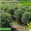 小叶女贞球批发 护坡绿化园林植物 常绿灌木道路美化盆栽女贞球