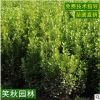 供应小叶黄杨苗 工程绿化色块绿篱植物四季常青可扦插瓜子黄杨苗