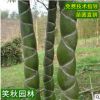批发盆栽龟甲竹 庭院庭院观赏竹子苗 园林植物 长寿竹盆景龟甲竹