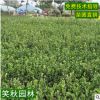 冬青苗 道路美化丛生灌木 工程绿化耐寒苗木四季常青冬青小苗批发