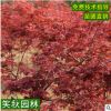 日本红枫树苗批发园林行道植物 中国红枫树 红枫盆景日本红枫小苗