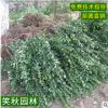 基地直销大叶黄杨苗 工程绿化植物四季常青护坡灌木盆栽冬青小苗