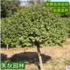 卫矛球批发 道路点缀灌木球 工程绿化苗木耐寒绿篱植物冬青卫矛