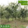 中国红枫树苗基地批发 道路彩叶绿化苗木盆栽绿化苗木红枫小苗