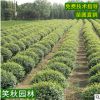 小叶女贞球批发 道路护坡绿化常绿灌木园林植物美化盆栽女贞球