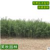 重瓣木槿苗 木槿花苗基地批发 工程绿化苗木公园花坛盆栽小苗