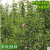 金山绣线菊苗批发 公园地被花丛植物工程绿化苗木盆栽绣线菊小苗