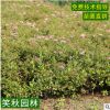 精品枸骨球无刺构骨球 庭院工程绿化行道绿化苗木 冠幅饱满批发