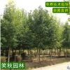 直销紫玉兰 园林占地绿化苗木 庭院观赏花卉植物盆栽红玉兰小苗