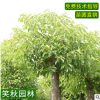 直销香樟树苗 园林行道风景树四季常青乔木南北方种植大叶香樟树