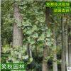 供应银杏树苗 园林占地观叶植物 南北方种植行道树 嫁接白果树苗