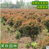 红叶石楠球批发 园林点缀植物树苗 工程绿化灌木小苗盆栽石楠球