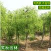 直销龙爪槐 园林工程绿化占地苗木小区美化行道树 龙抓槐树苗