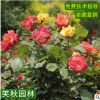 树桩月季苗批发 庭院观赏花卉盆栽浓香花卉四季开花嫁接树状月季