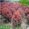 苗圃直供红叶小檗球 园林彩色植物护坡绿化工程灌木球 冠幅饱满