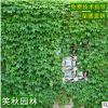 苗圃直销爬山虎爬墙虎小苗 庭院墙体绿化藤本植物三叶五叶地锦