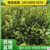 基地直供茶梅小苗地苗杯苗 茶梅毛球 茶梅小苗花色艳红成活量高