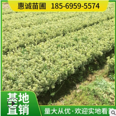 现货供应湖南茶花球 山茶花 庭院景观大茶花苗木园林道路绿化工程