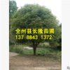 基地直销桂花树八月桂花绿化丹桂 八月桂花树批发桂花树20-25公分