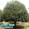 桂花 15cm桂花树 广西桂花树 桂林桂花