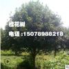 广西桂花树 12cm 15cm 20cm 30cm 60cm桂花