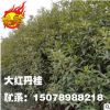 桂花树 丹桂 广西桂花