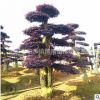 造型红继木桩子 批发红花桎木桩 采购红花檵木桩盆景 古桩景