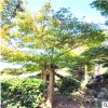 湖南基地直销别墅庭院造型红枫 胸径10 12 18 20 25cm嫁接红枫