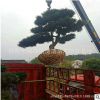 基地直销造型小叶罗汉松矮桩 20公分造型罗汉松 量大从优