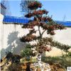湖南造型无刺构骨树 精品无刺构骨球 无刺枸骨桩景 量大价优