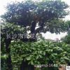 供应金弹子盆景 高档别墅小区绿化苗木 金弹子盆景盆栽
