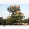 批发供应15-18-20公分栾树 园林绿化 行道树专用 栾树树苗