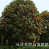 苗圃批发供应 胸径5-10cm桂花树 金桂 银桂 丹桂树形优美规格齐全