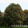 苗圃批发供应 胸径5-10cm桂花树 金桂 银桂 丹桂树形优美规格齐全