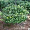 批发1米-1.5米茶花球 茶花树 茶花盆栽 苗圃专业种植 量大优惠