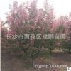 批发优质樱花树苗 园林绿化观赏植物 8-10公分樱花树基地直销