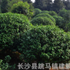基地批发各种规格的茶花球 盆栽花卉 湖南山茶花苗球