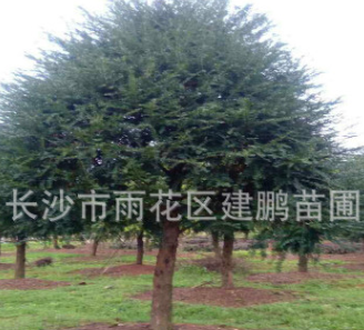 苗木基地批发5公分树形优美的名贵植物红豆杉 净化空气南方红豆杉
