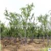 乐昌含笑树苗庭院观赏行道点缀规格齐全室内盆栽含笑树苗基地批发