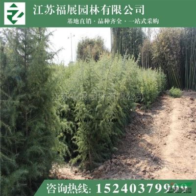 雪松供应/雪松图片